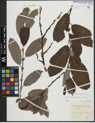 Foto von Salix appendiculata Vill. x Salix caprea L.